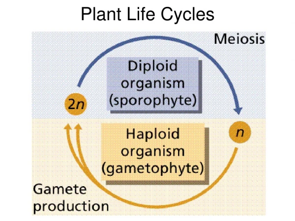 Plant Life Cycles