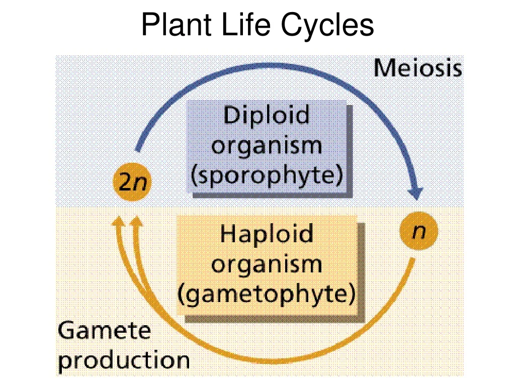 plant life cycles