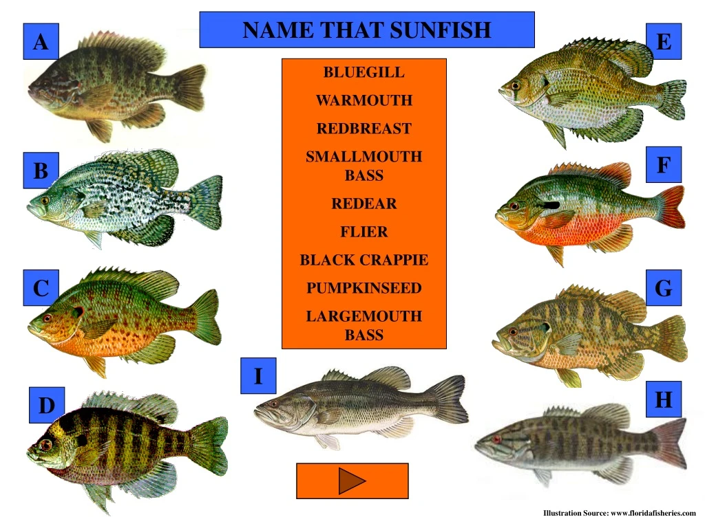name that sunfish
