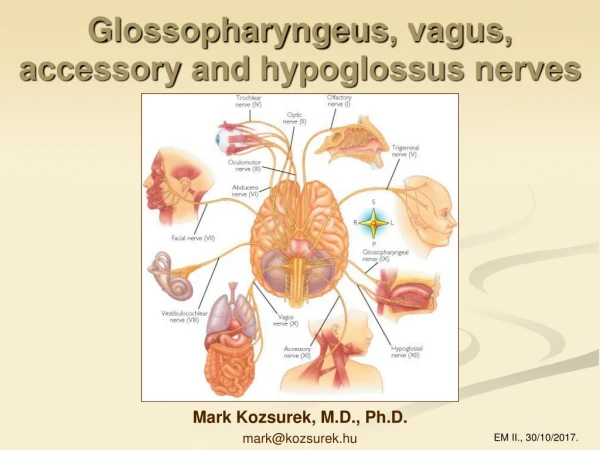 Glossopharyngeus ,  vagus ,  accessory  and  hypoglossus nerves