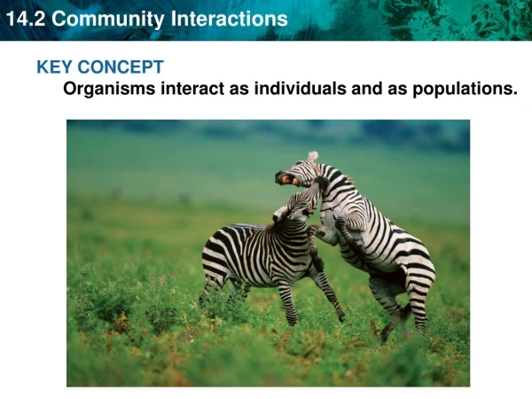 KEY CONCEPT  Organisms interact as individuals and as populations.