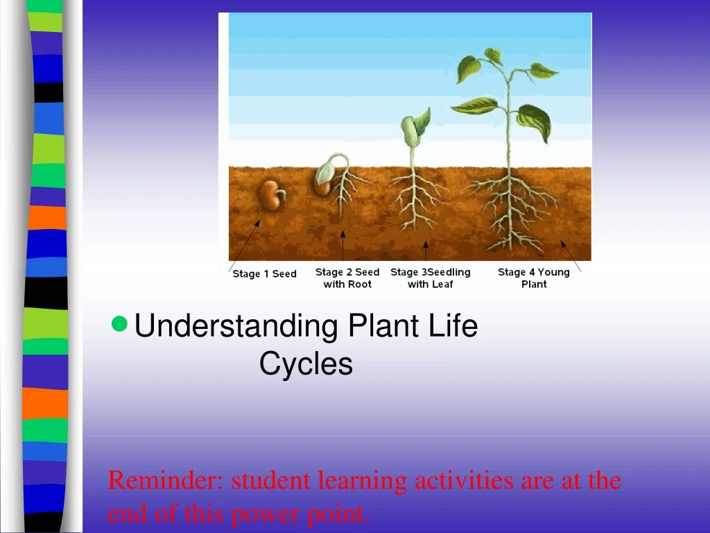 understanding plant life cycles