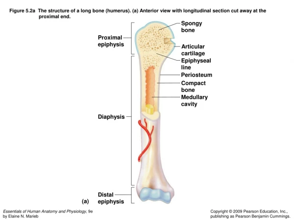 Proximal epiphysis