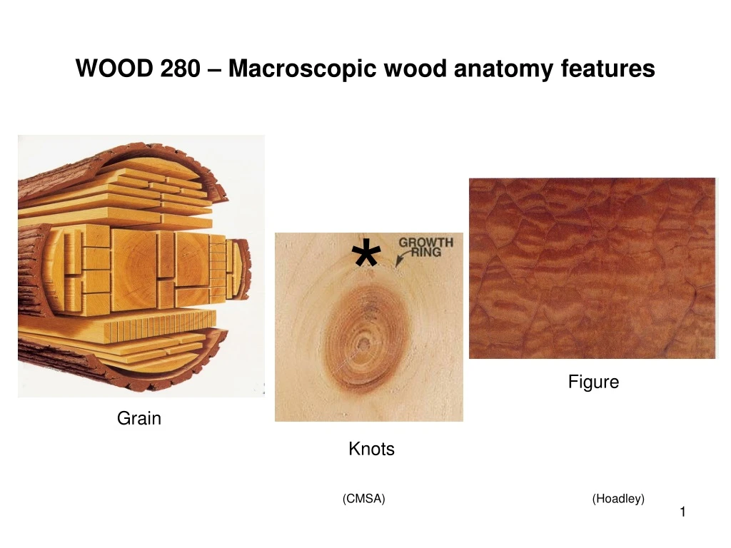 wood 280 macroscopic wood anatomy features