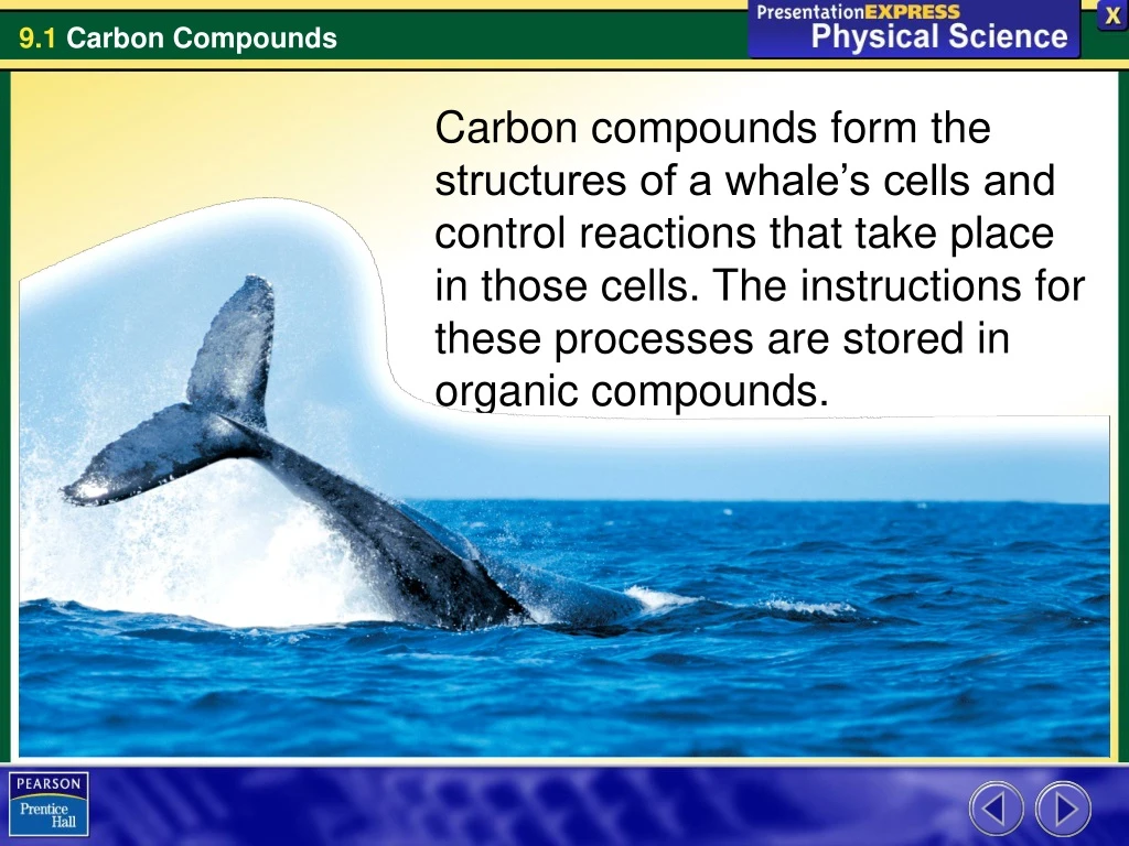 carbon compounds form the structures of a whale