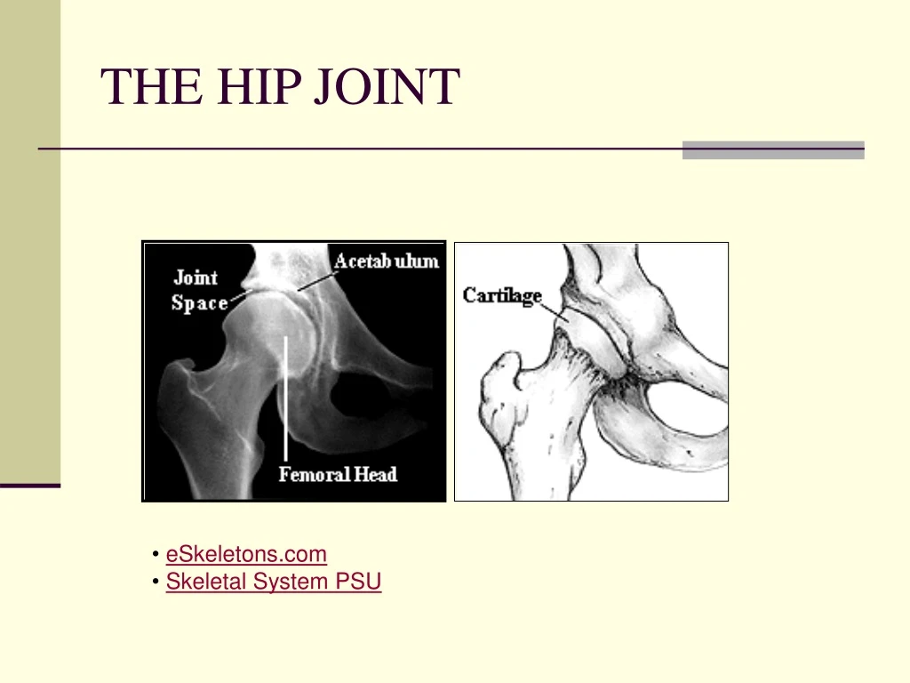 the hip joint