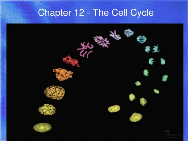 Chapter 12 - The Cell Cycle