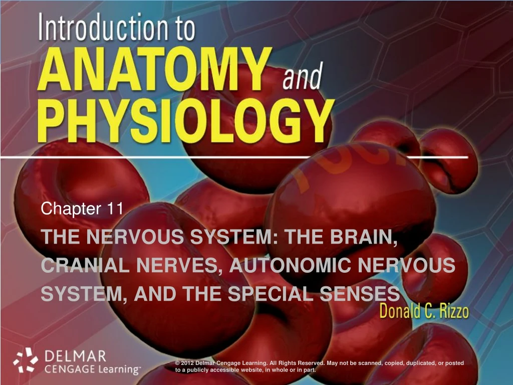 the nervous system the brain cranial nerves autonomic nervous system and the special senses
