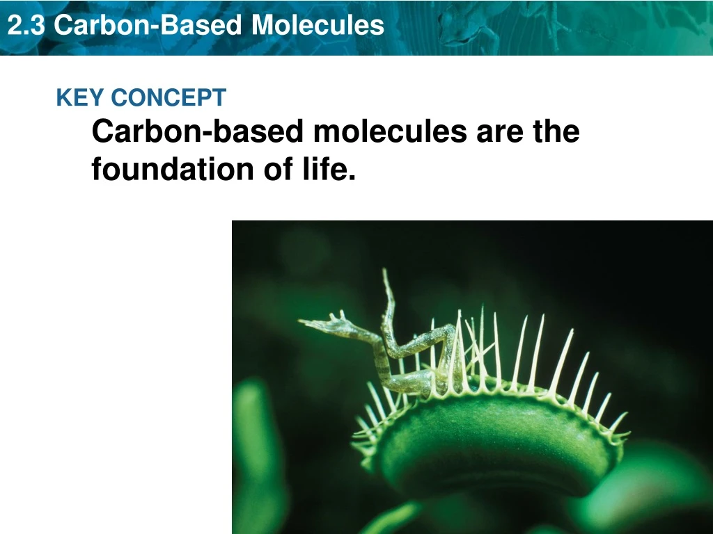 key concept carbon based molecules