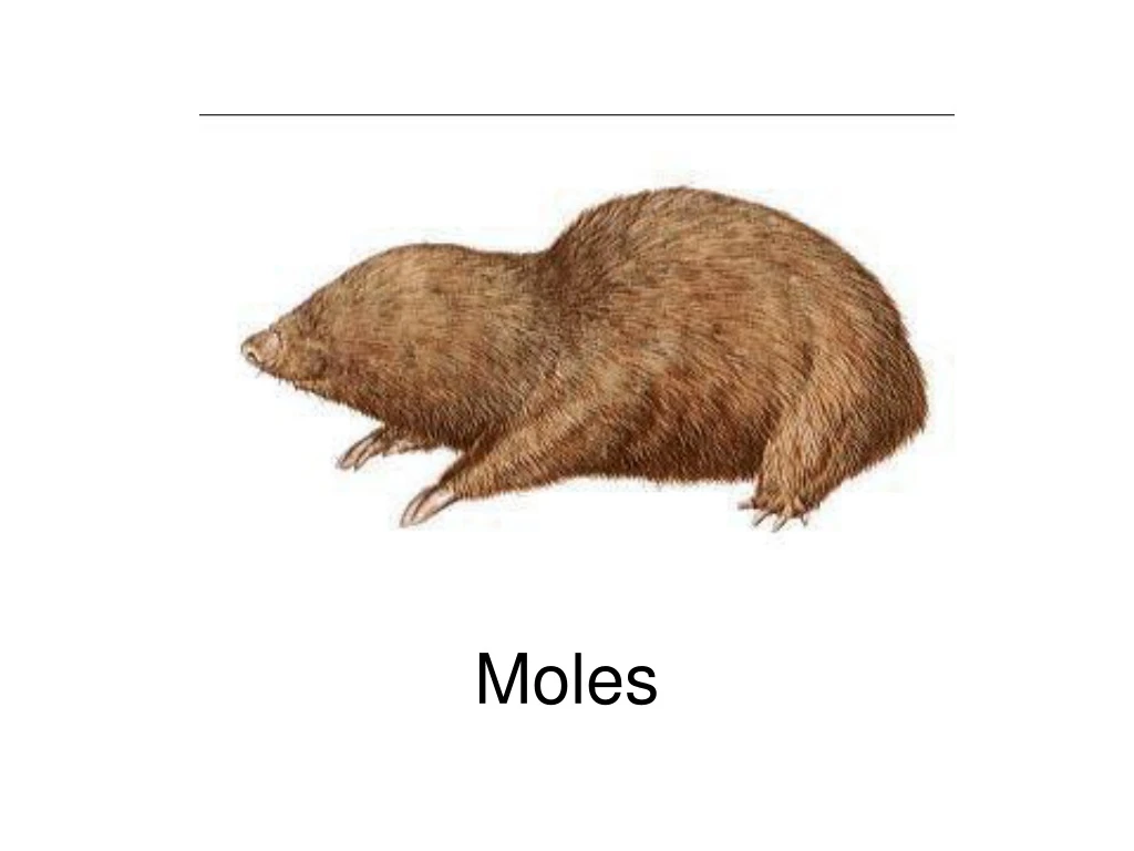 moles