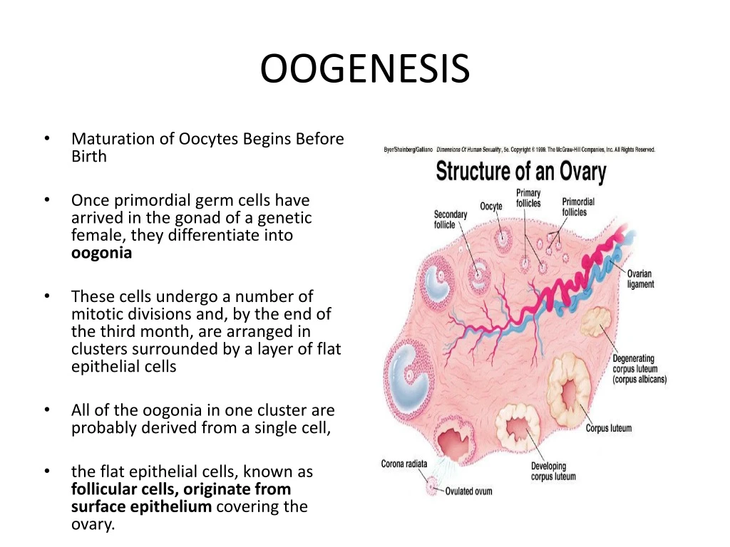 oogenesis