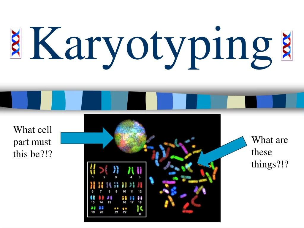 karyotyping