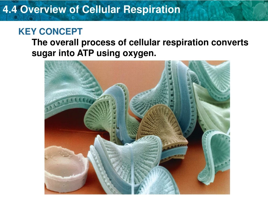 key concept the overall process of cellular