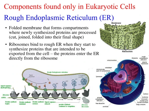 Components found only in Eukaryotic Cells