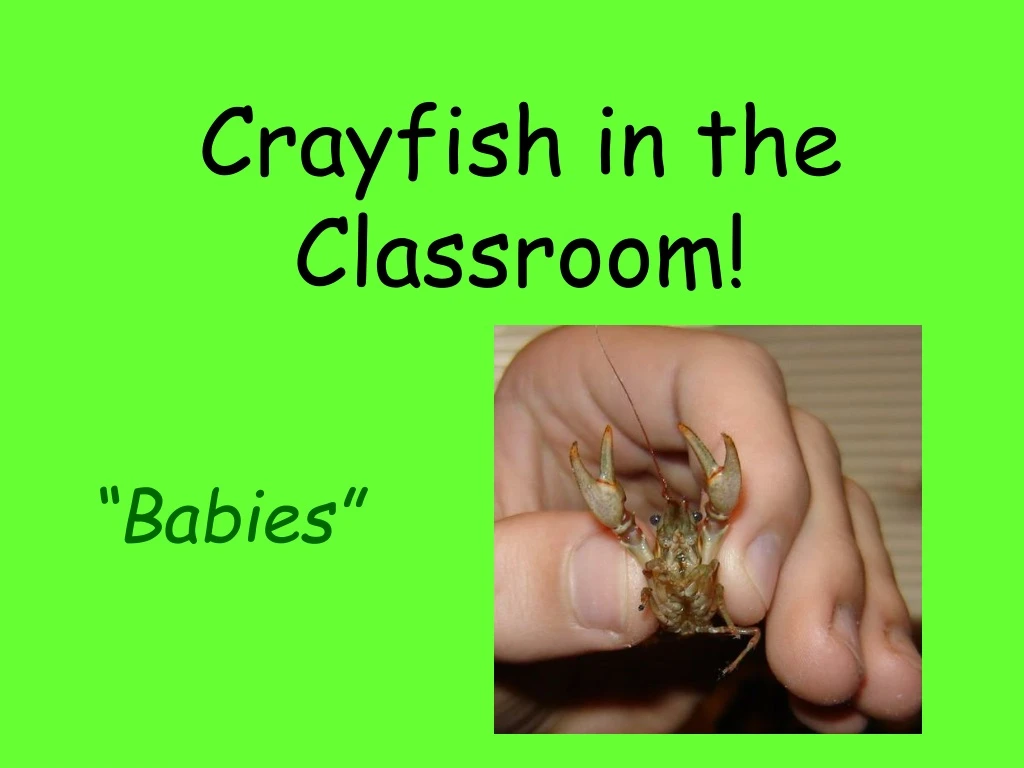 crayfish in the classroom