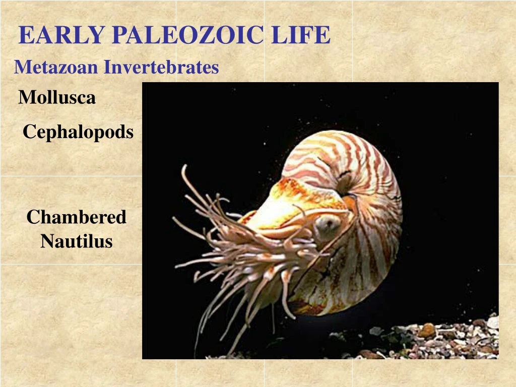 early paleozoic life