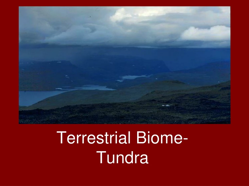 tundra terrestrial biome