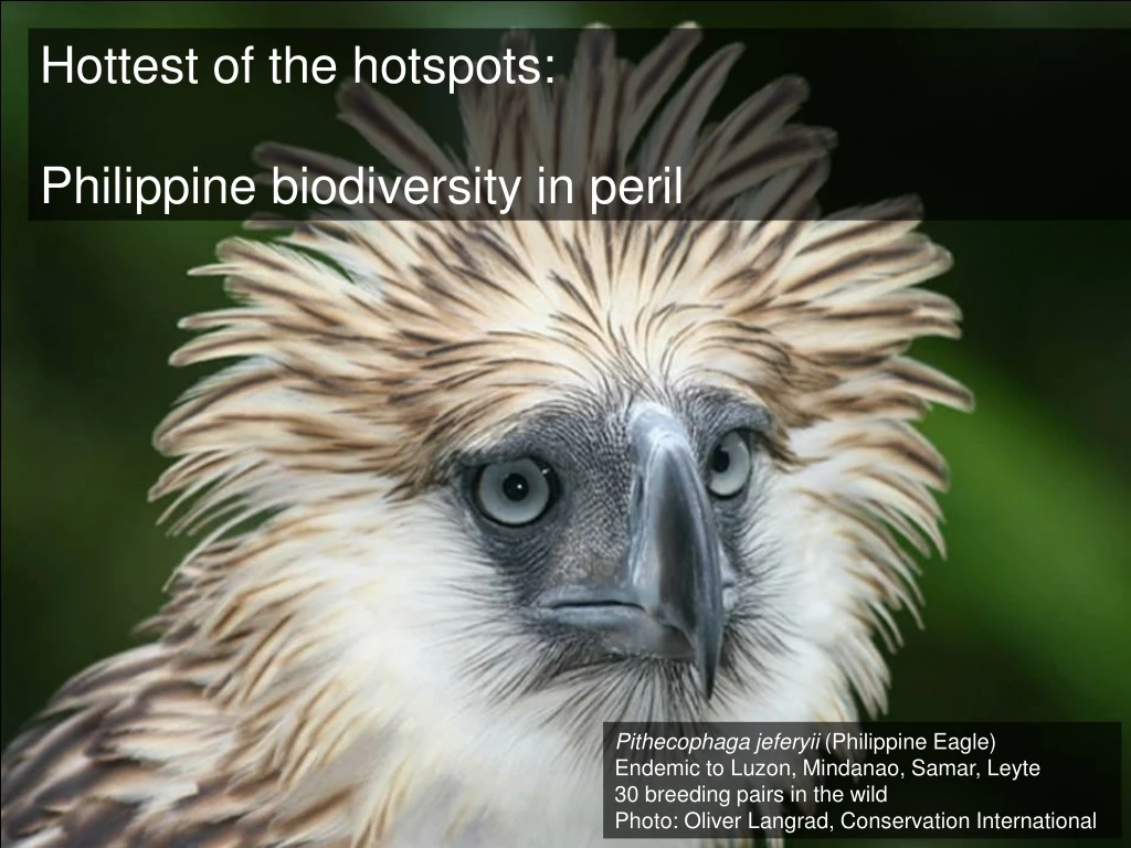 hottest of the hotspots philippine biodiversity