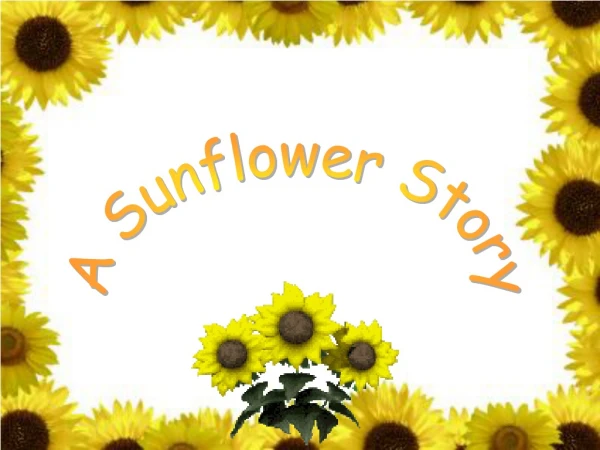 A Sunflower Story