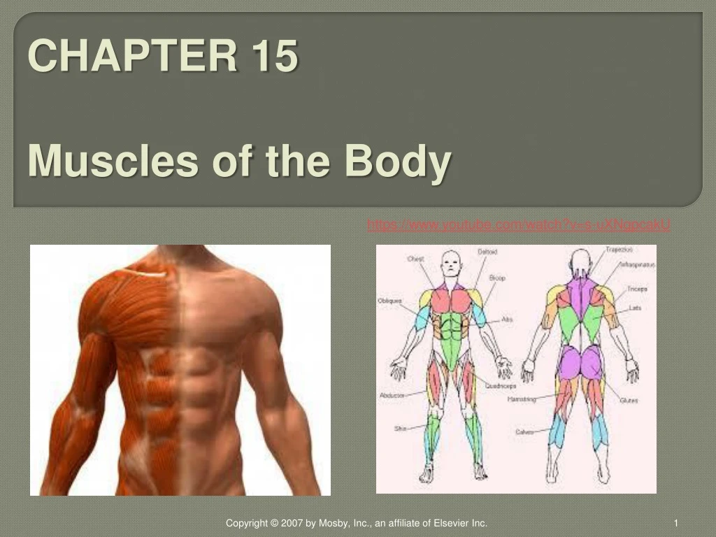 chapter 15 muscles of the body