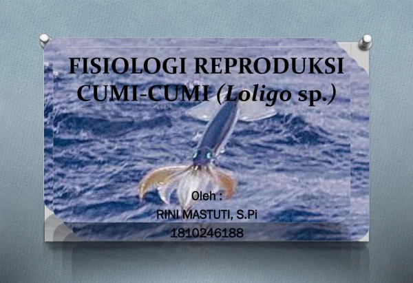 Reproduksi Cumi-cumi (Loligo sp.)