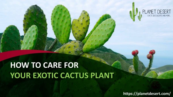 How To Care For Your Exotic Cactus Plant