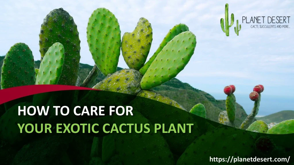 how to care for your exotic cactus plant