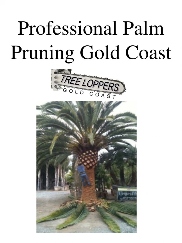 Professional Palm Pruning Gold Coast