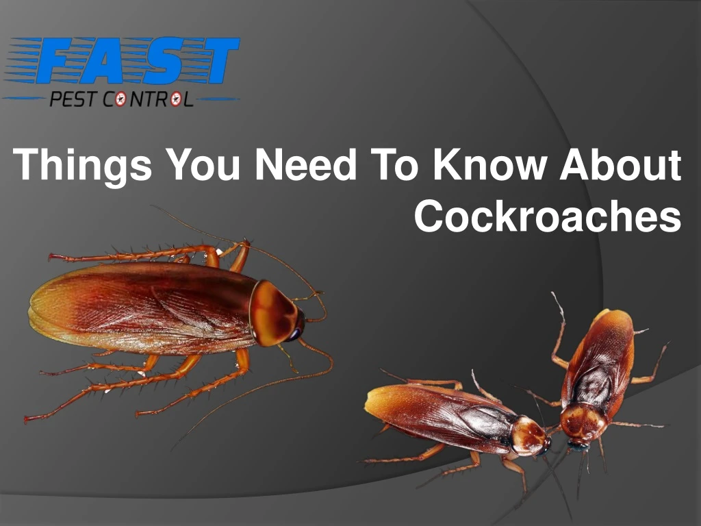 things you need to know about cockroaches