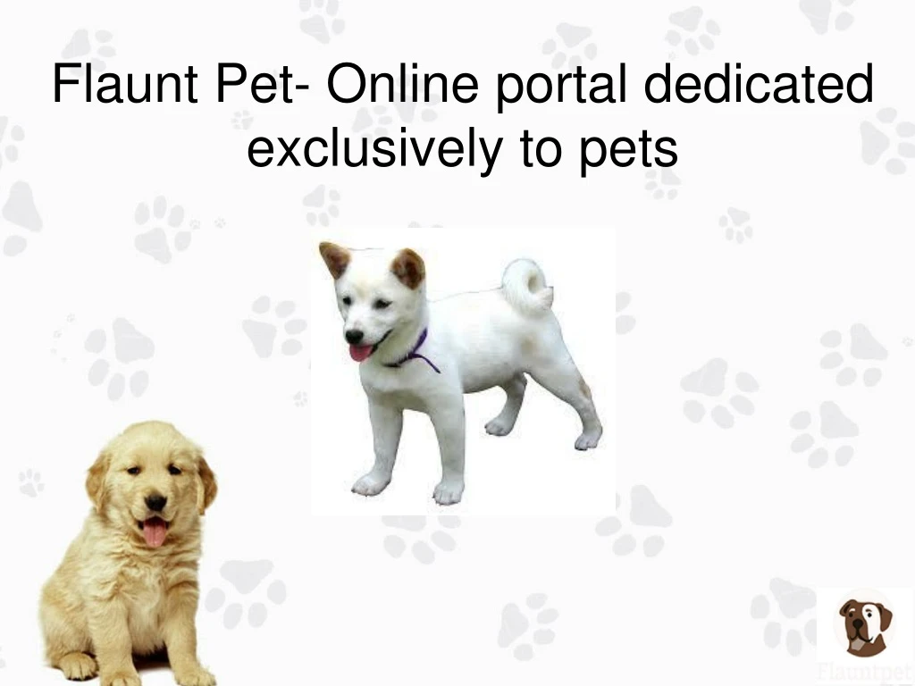 flaunt pet online portal dedicated exclusively to pets