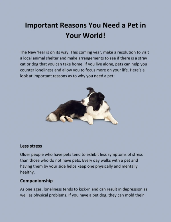 Important Reasons You Need a Pet in Your World!
