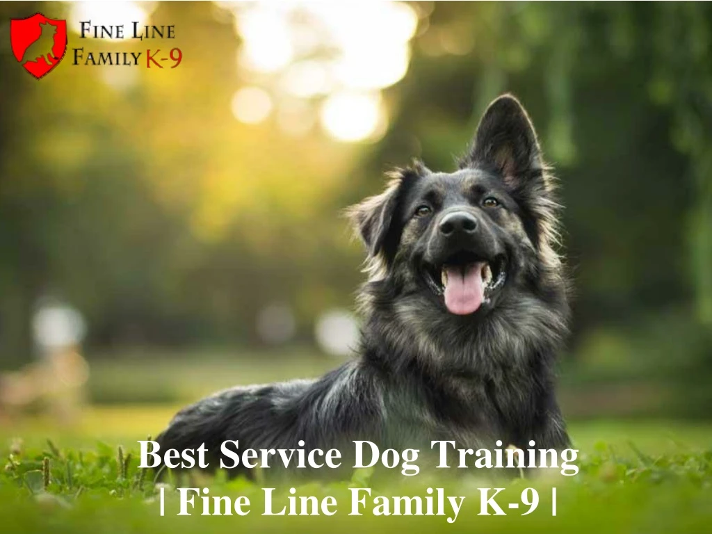 best service dog training fine line family k 9