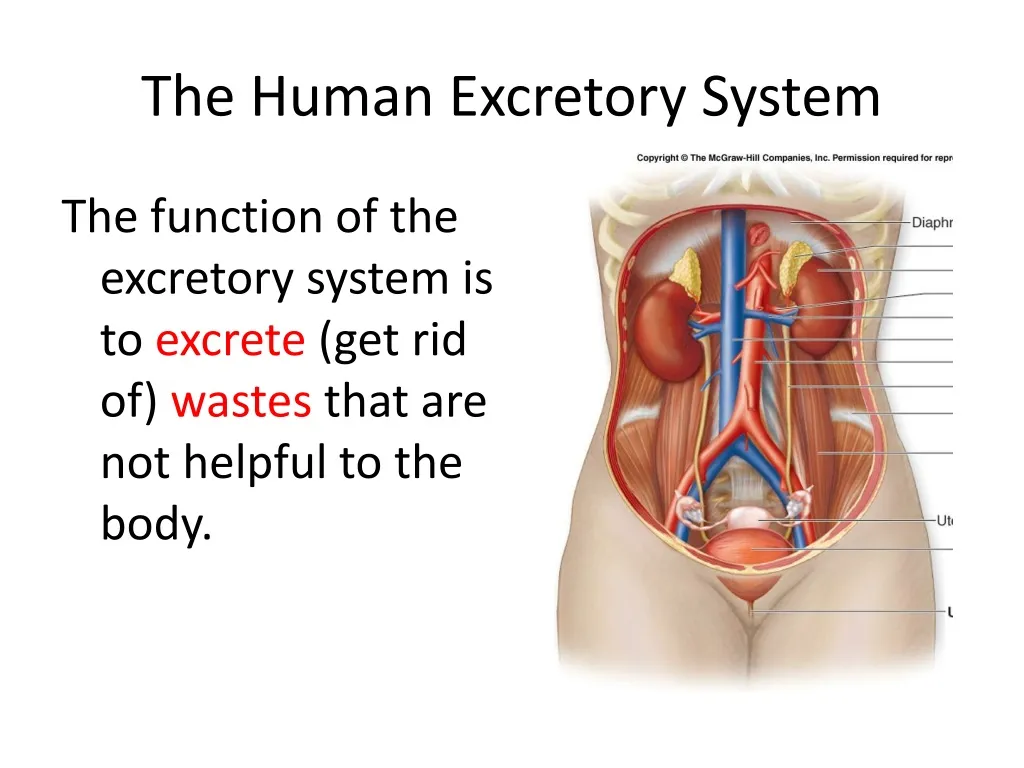 the human excretory system