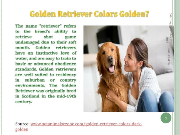Golden Retriever Color dark Golden