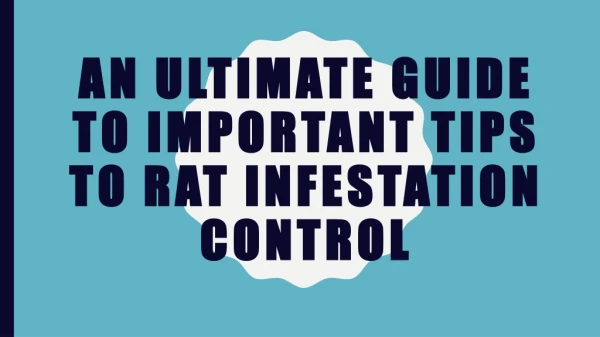 An ultimate guide to important tips to rat infestation control