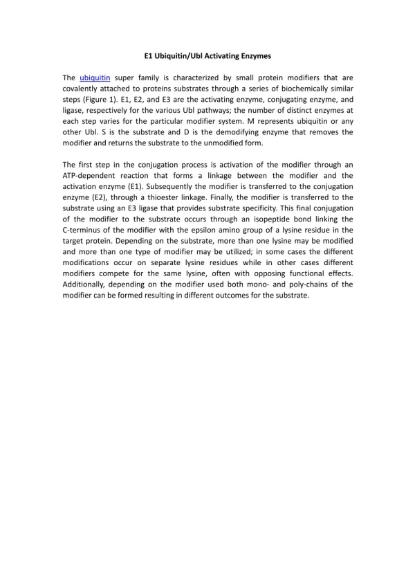e1 ubiquitin ubl activating enzymes