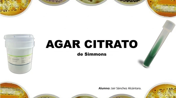 Agar citrato de simmons