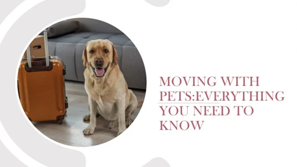 moving with pets everything you need to know