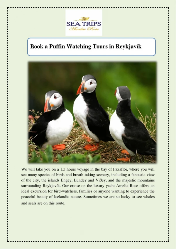 Book a Puffin Watching Tours in Reykjavík