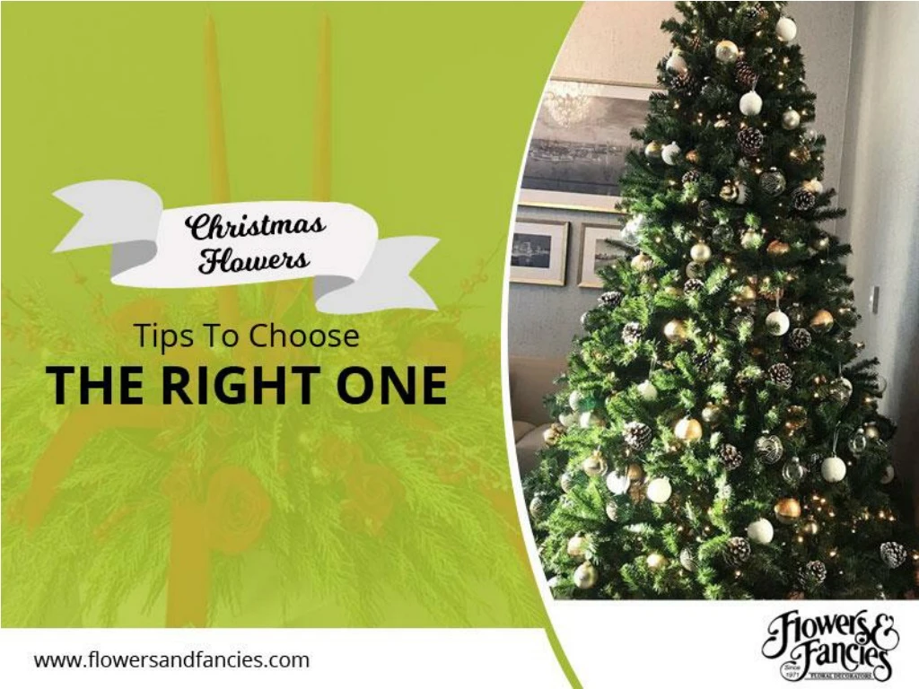 christmas flowers tips to choose the right one