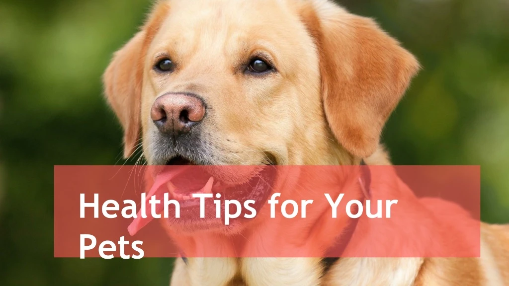 health tips for your pets