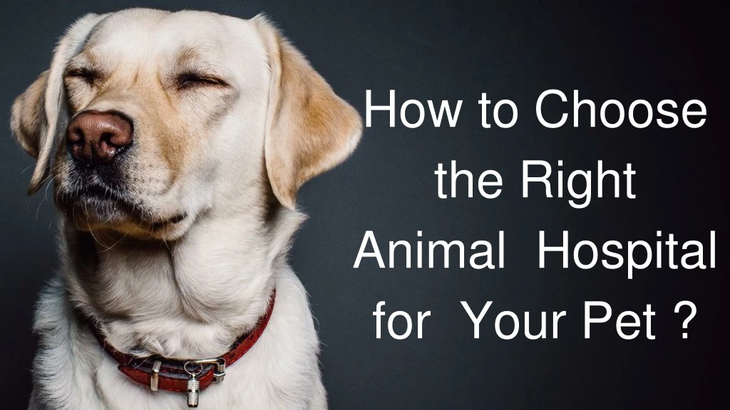 how to choose the right animal hospital for your pet
