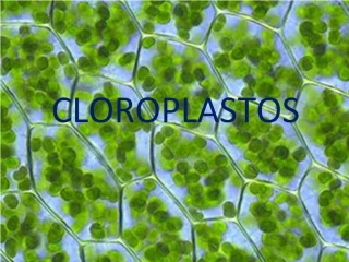 CLOROPLASTOS - slide 1