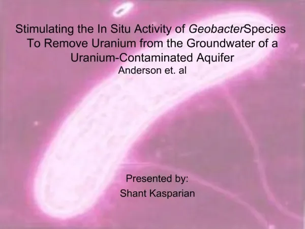 Stimulating the In Situ Activity of Geobacter Species To Remove Uranium from the Groundwater of a Uranium-Contaminated A