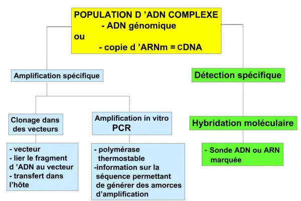 POPULATION D ADN COMPLEXE - ADN g nomique ou - copie d ARNm CDNA
