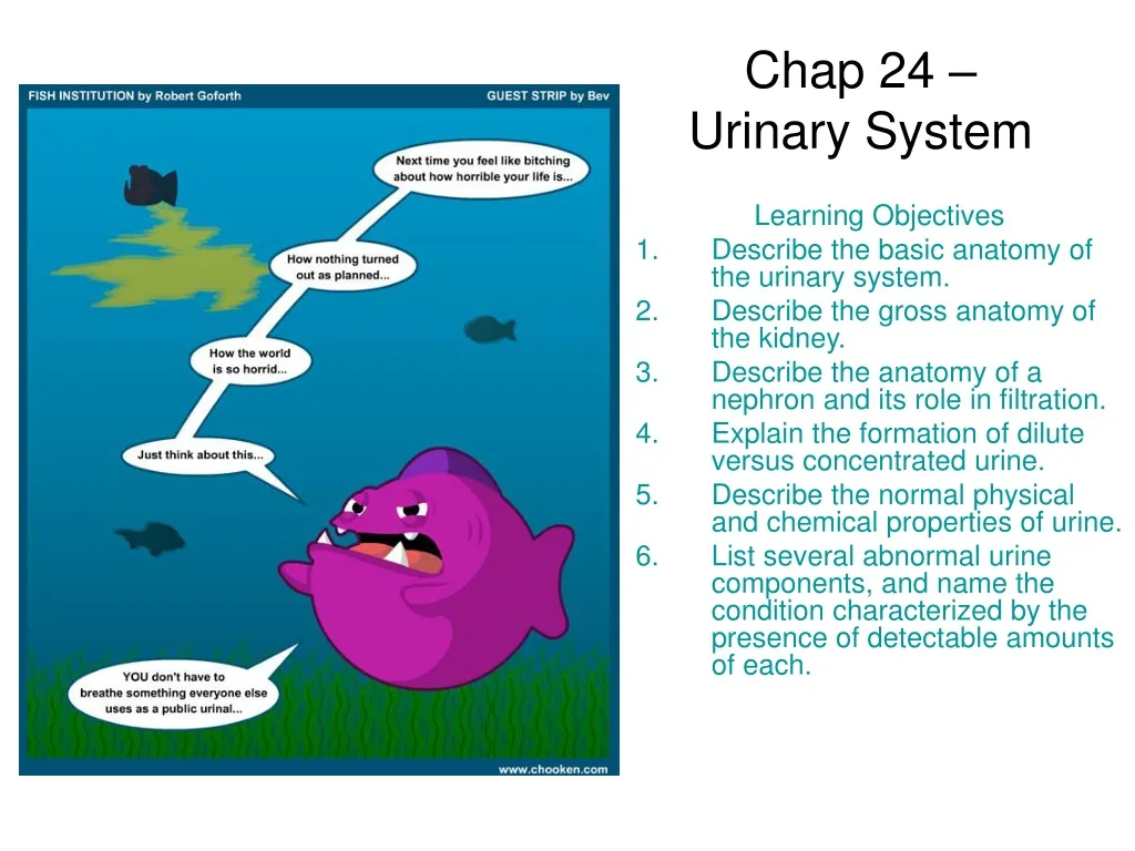 chap 24 urinary system