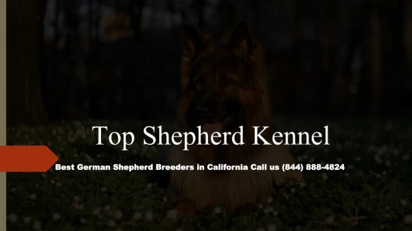Cute Black and Red German Shepherd Puppies for Sale in California | Topshepherd Kennel