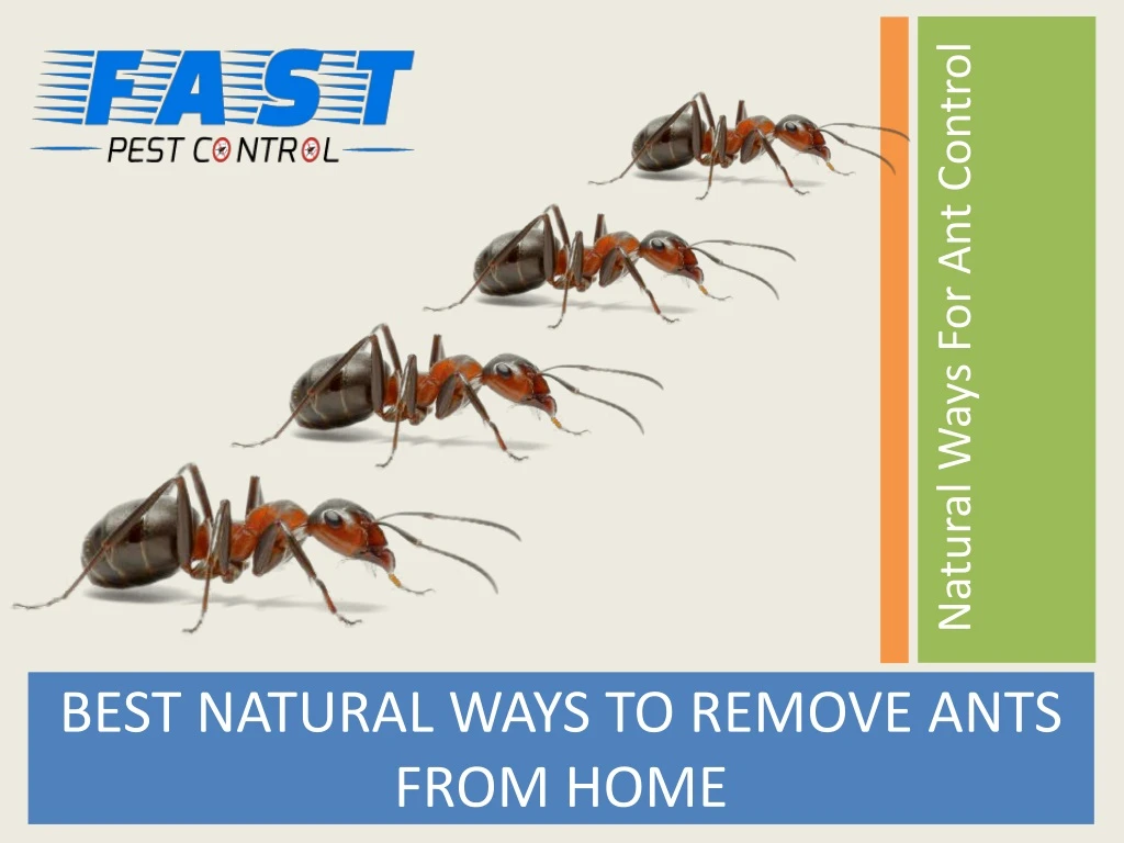 best natural ways to remove ants from home