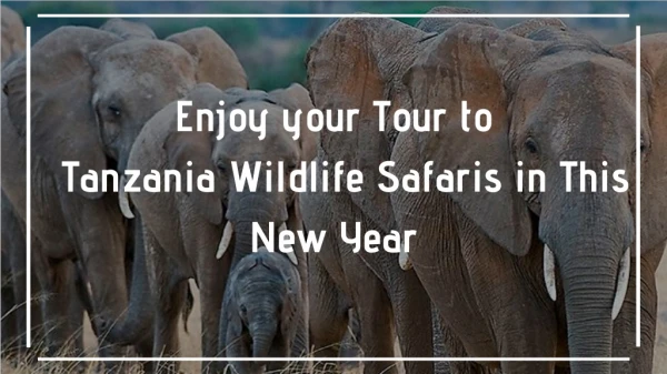 Enjoy your Tour to Tanzania Wildlife Safaris in This New Year