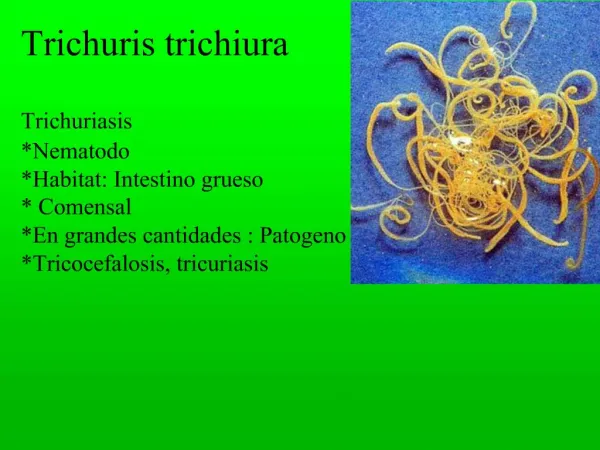 Trichuris trichiura Trichuriasis *Nematodo *Habitat: Intestino grueso * Comensal *En grandes cantidades : Patogeno *Tric